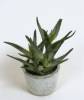 Kunstig plante aloe grøn H22cm