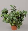 Kunstig plante ficus panda H30cm